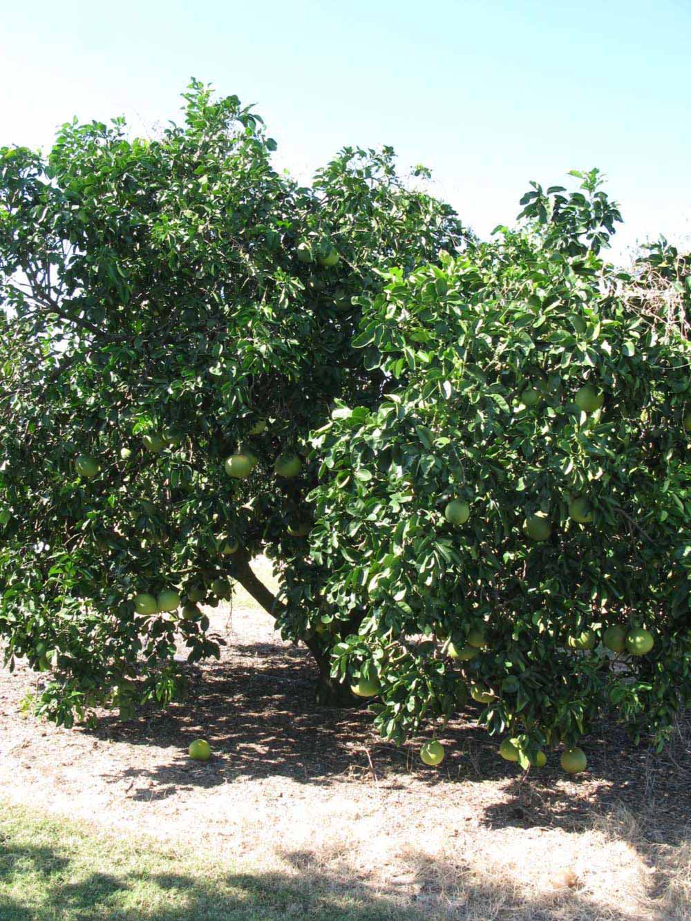            Habit (Winter Haven, FL)   